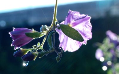 Une expression plus profonde de la Gratitude