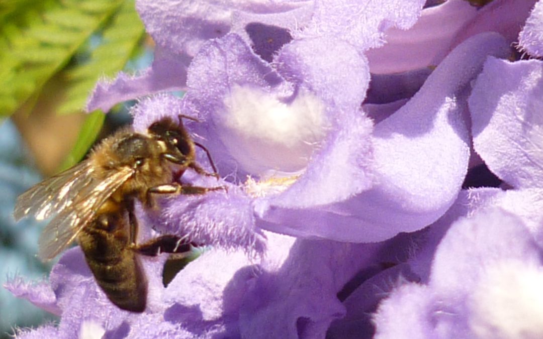 Dans un pays sans pesticides, les abeilles cubaines sont en pleine forme!