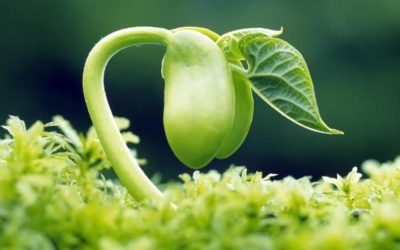 Plénitude de l’Etre