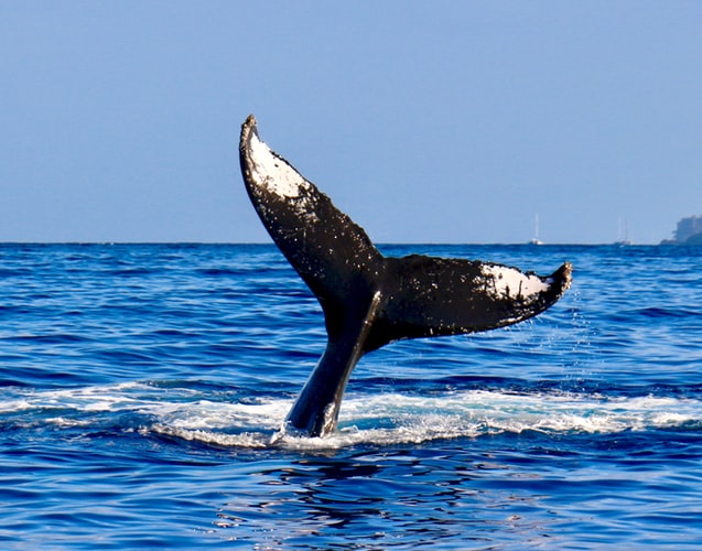 Sauver les baleines contribue à sauver la planète