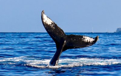 Saving whales helps save the planet