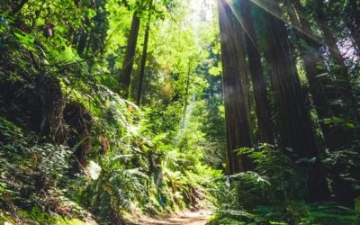Deepening Our Comfort with Uncertainty