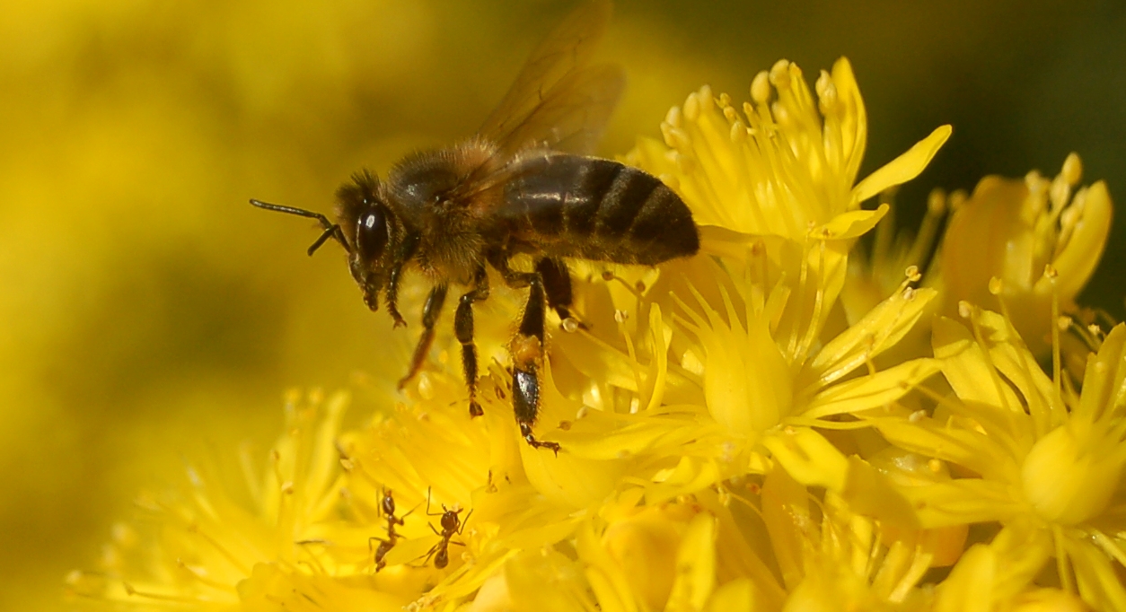 About honeybees and other pollinators!