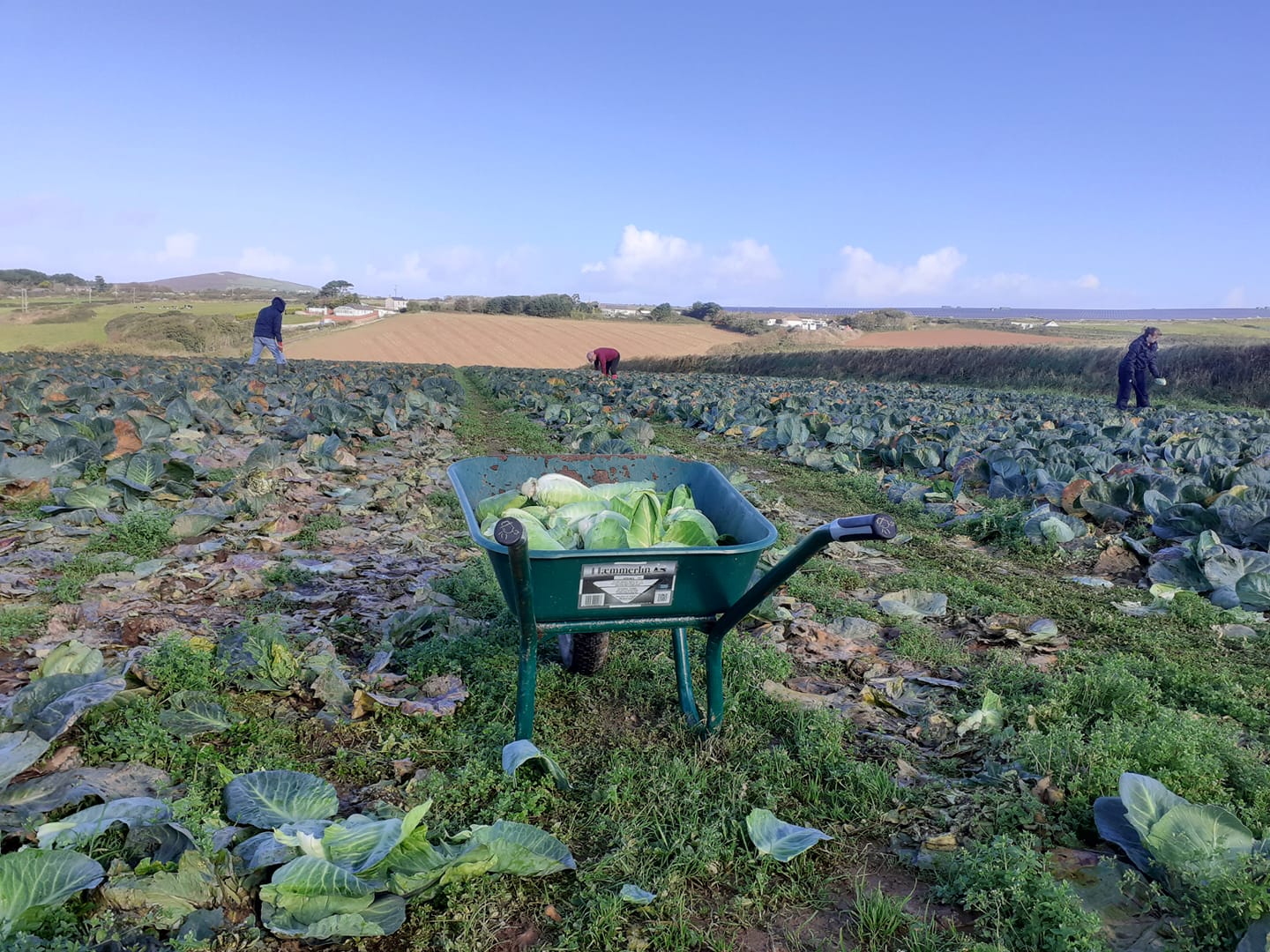 Gleaning: the ancient right that is making a comeback in Cornwall