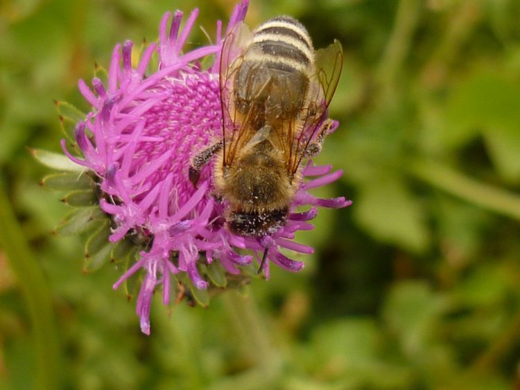 Being there for others – a lesson from bees