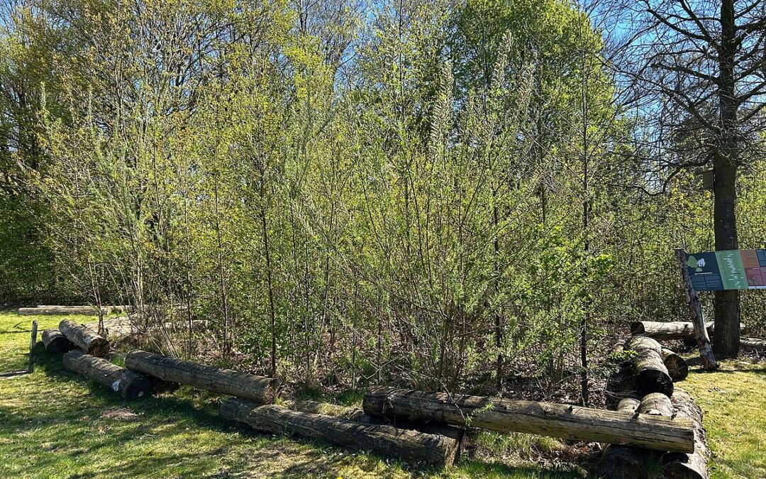 Scotland’s Tiny Forest Revolution