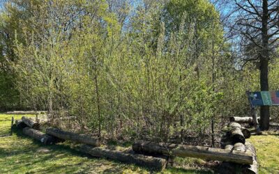 Scotland’s Tiny Forest Revolution