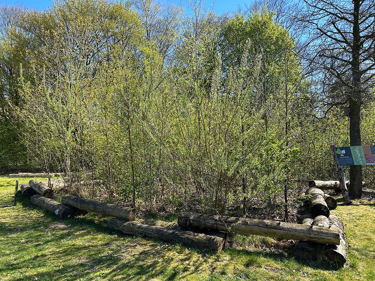 Een_Tiny_Forest_(voorjaarsaspect)_in_Nijmegen