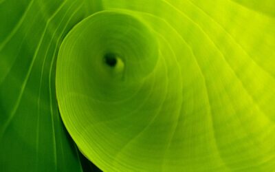 Le travail du deuil et de l’amour