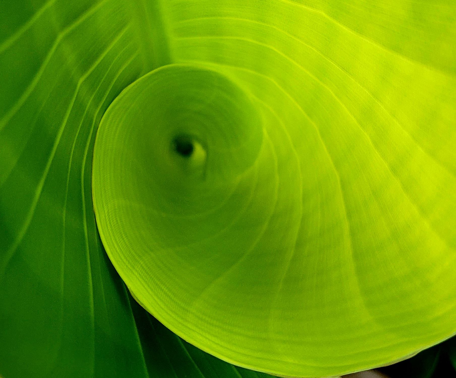 medena-rosa-ECP2G6nXzvo-unsplash-cropped