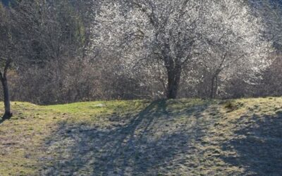 A Blessing for the New Year