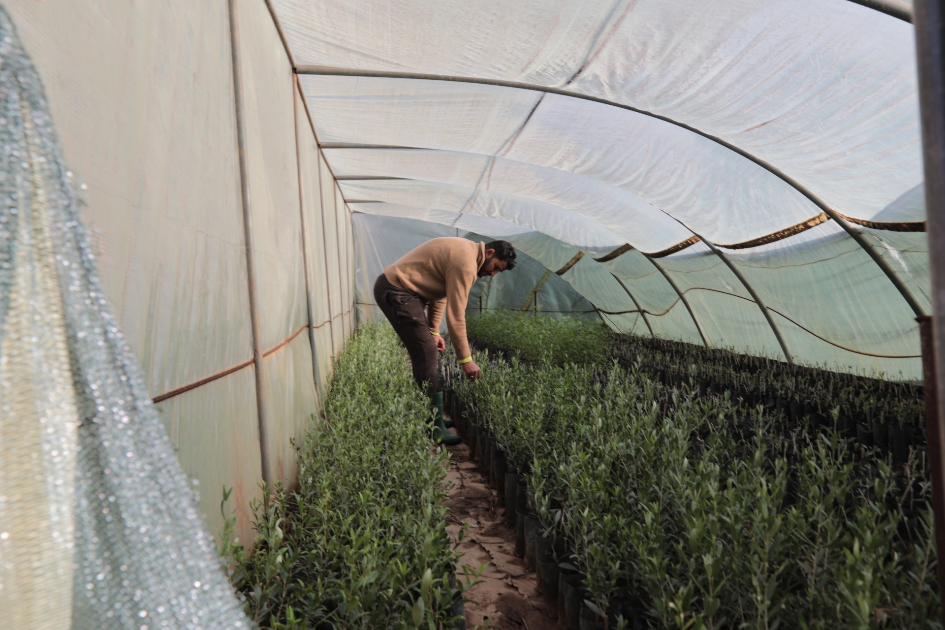 Credit Peter Young A worker in the nursery