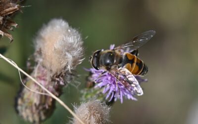 À mains nues, avec un bandana, six millions d’abeilles